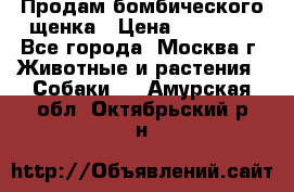 Продам бомбического щенка › Цена ­ 30 000 - Все города, Москва г. Животные и растения » Собаки   . Амурская обл.,Октябрьский р-н